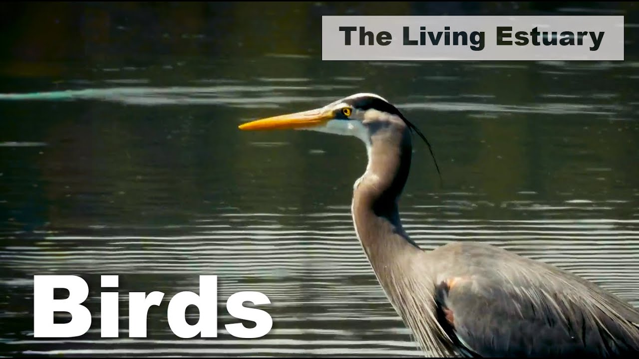 The Living Estuary: Birds