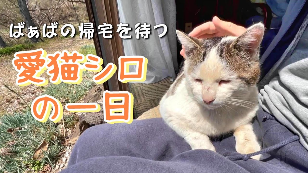 【通い猫シロの日常】ばぁばの帰宅を待つ一日 - 魅力満載の生活ぶり【オリジナル曲】