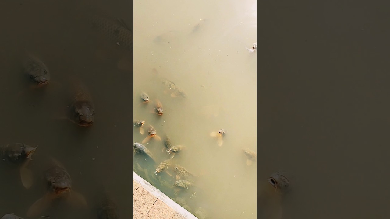 TO MANY CARP #pest #problem #australia #sydney #shorts