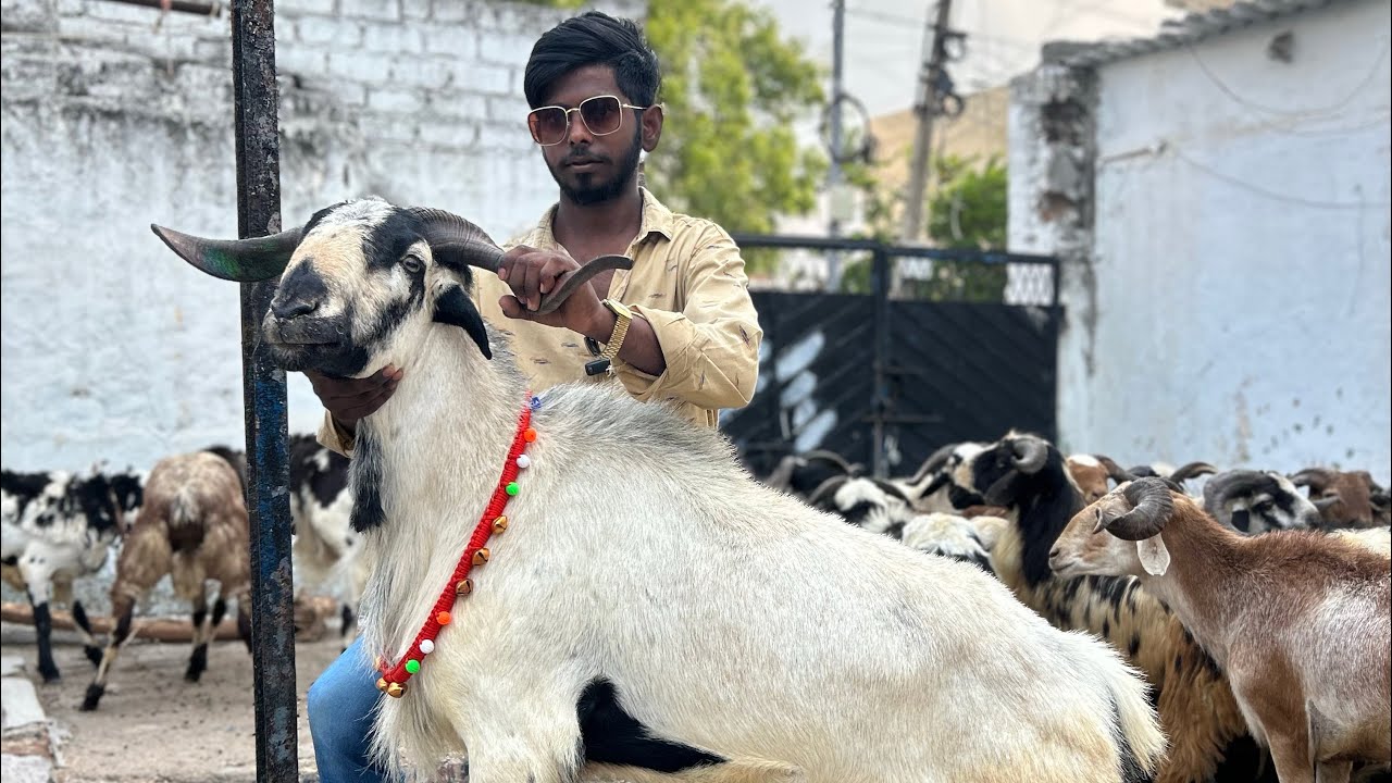 Deccan sheep’s pe top quality  bakra #available phool bagh GHMC office 7330072868