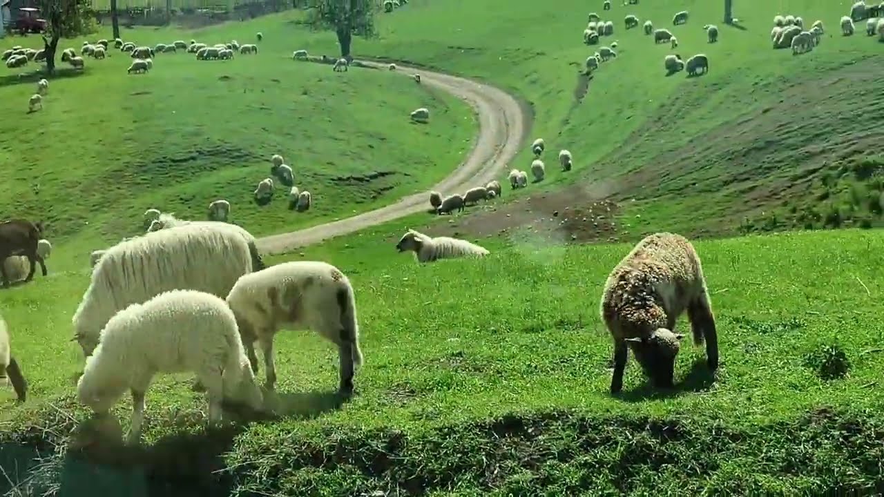 Cetatea Sebeșului, satele săsești și românești din zonă