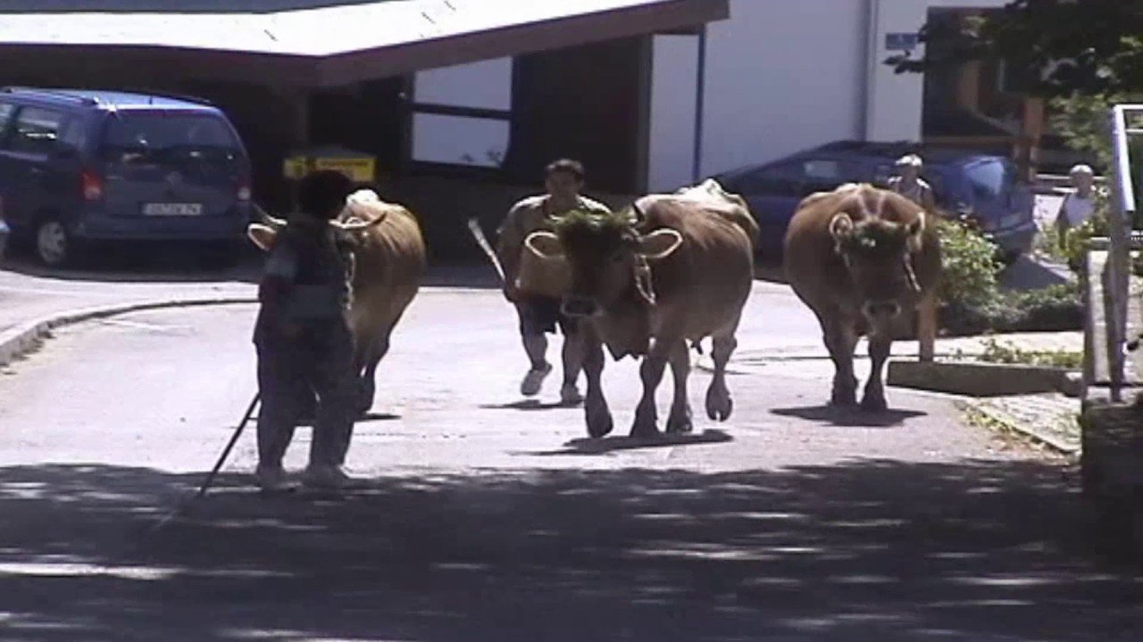 20040905 Kueh in Allg&auml;u kommen im Herbst aus Berg in Stadt zur&uuml;ck