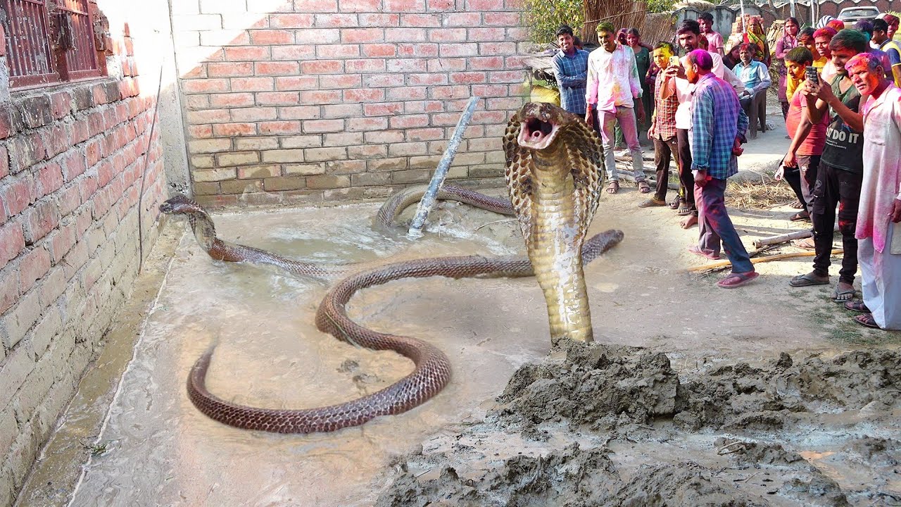 When a snake and a female snake were seen in this village on the day of Holi, what happened next? 🐍😱