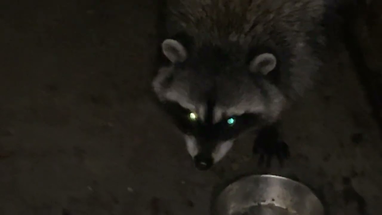 Feeding 3 raccoons 