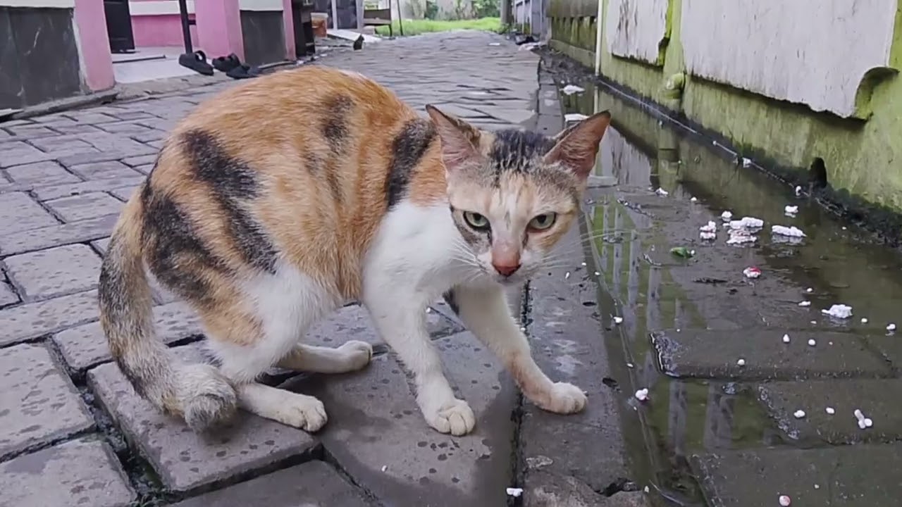 Kucing makan rengginang 