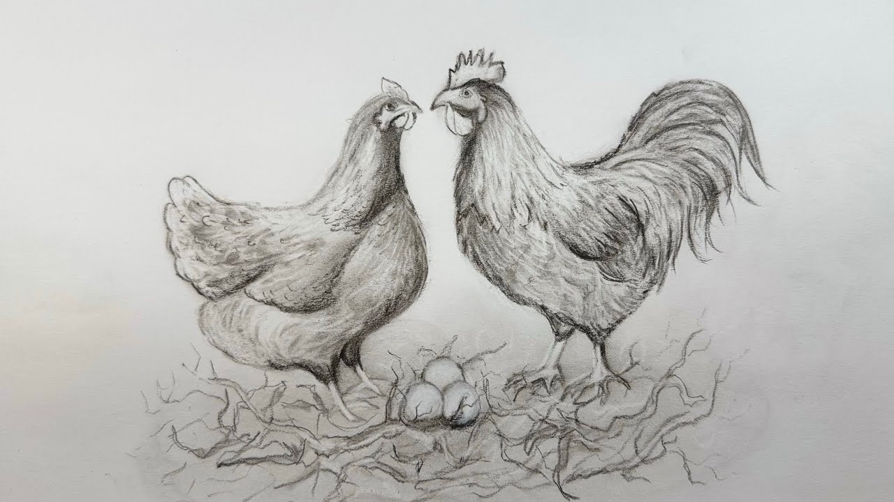How To Draw Chicken #artscraft #sketch #art #drawingtechniques #pencildrawing #chicken #tutorial 