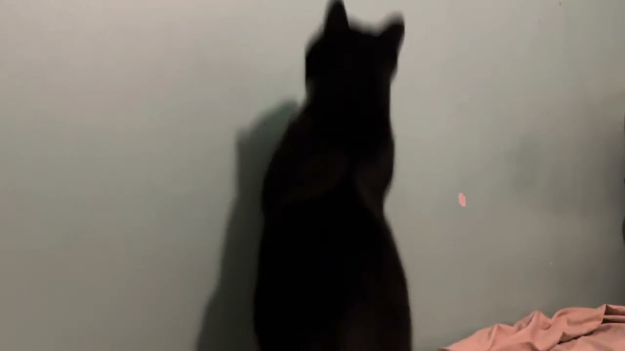 Maldita na amo cat mika sleep nami