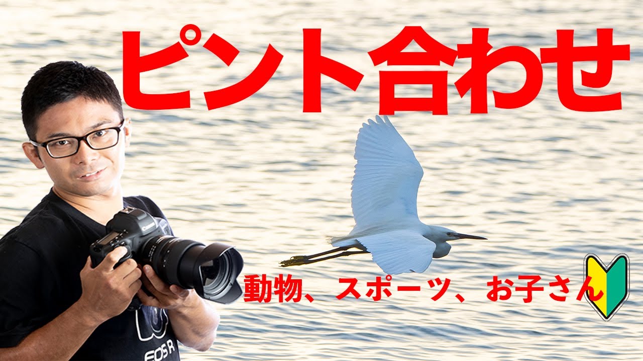 動き回る動物やお子さんにきっちりピント合わせ！運動会もペットも余裕！