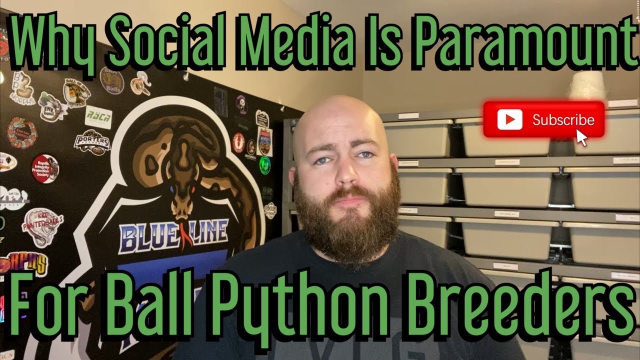 The Ball Python community and why marketing a brand on social media is important!