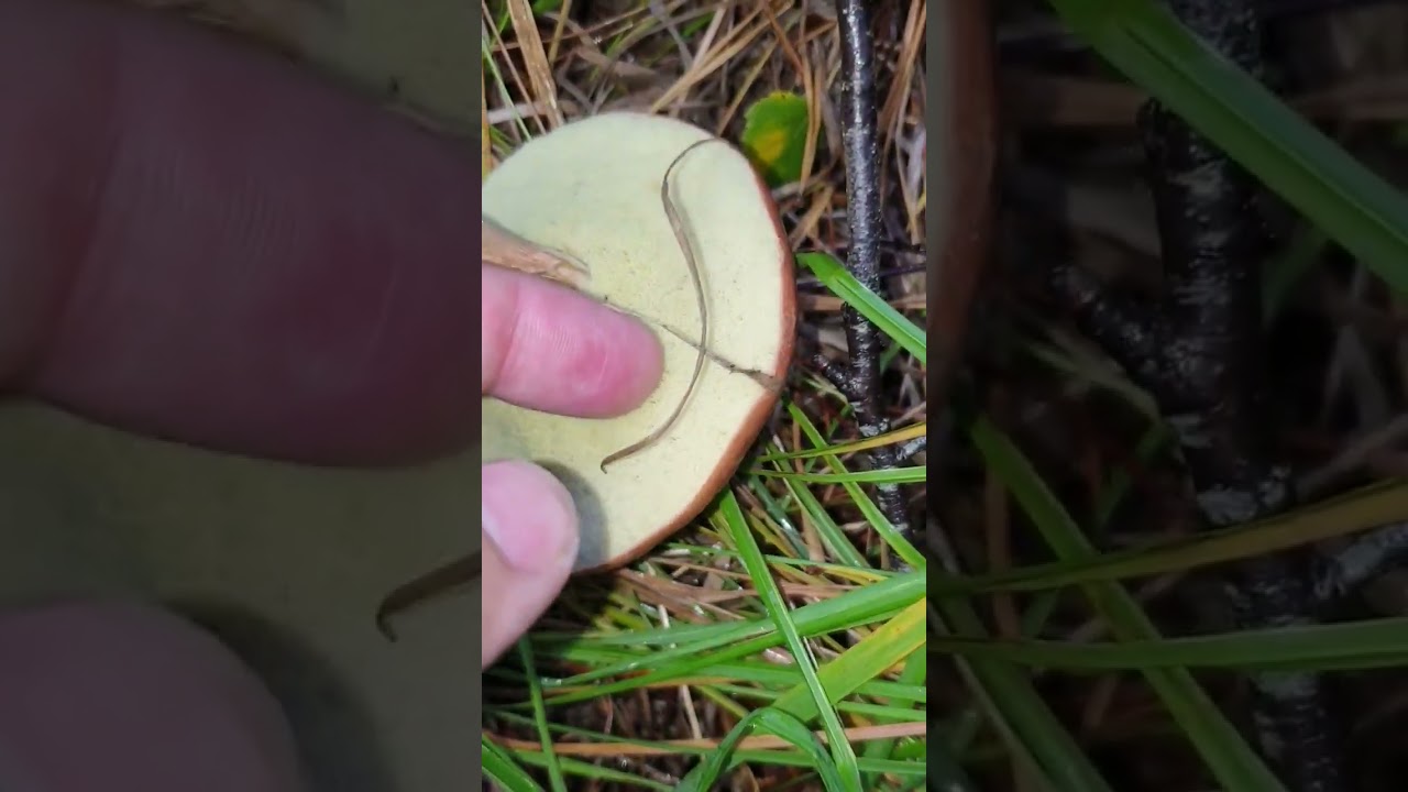 This Bay Bolete bruises blue when you touch it! #bolete #shorts #mushroomseason #mushrooms