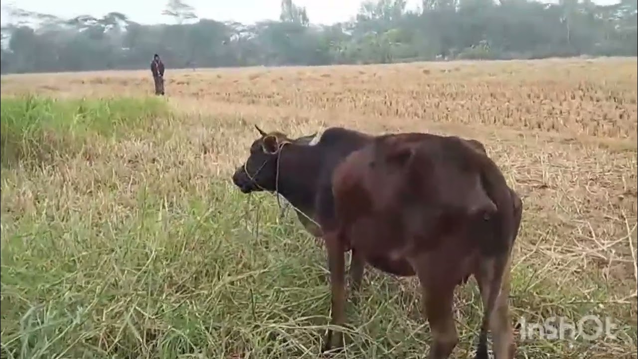 Beautiful Village Life | Kobutor Math Gas Goru Bangla Rural Lifestyle✨🇧🇩⭐