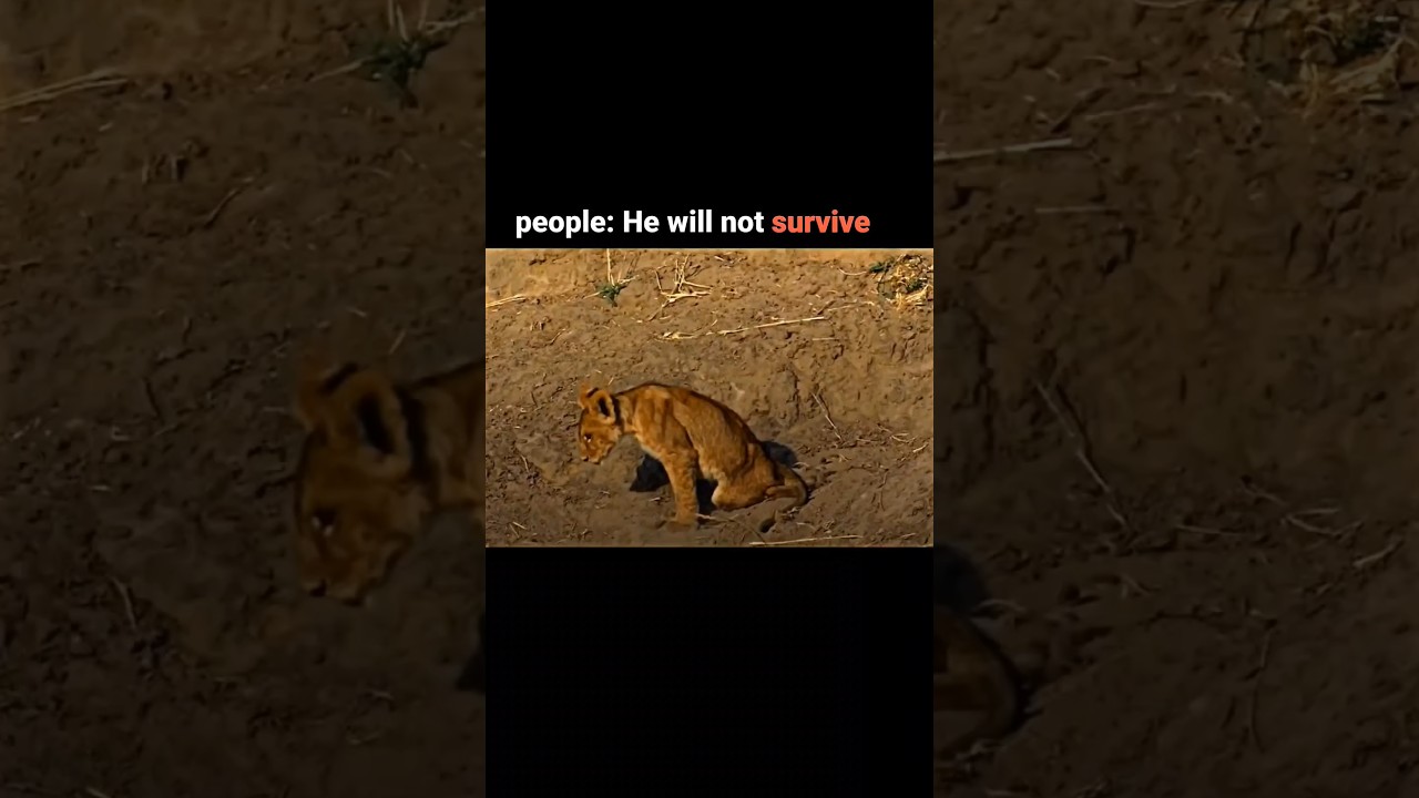 The greatest lion transformation in history #viral #shorts #youtube #video