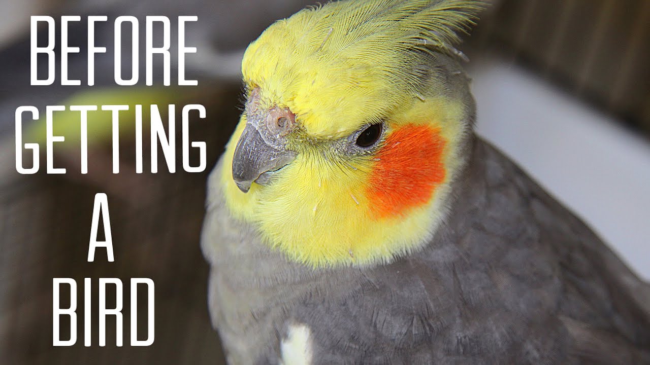 WHAT YOU NEED BEFORE GETTING A PET BIRD