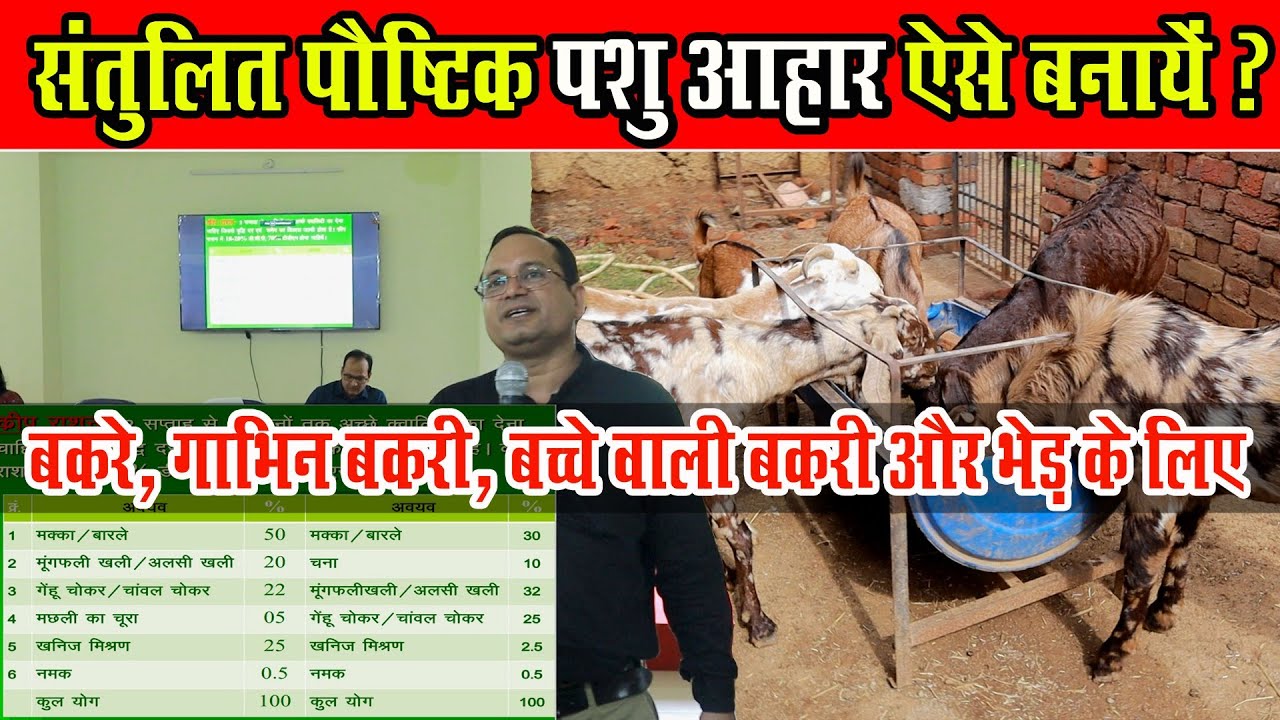 बकरी के लिए संतुलित पौष्टिक आहार ऐसे बनायें?।Bakri Ke Liye Balanced feed kaise Banayen। Healthy feed