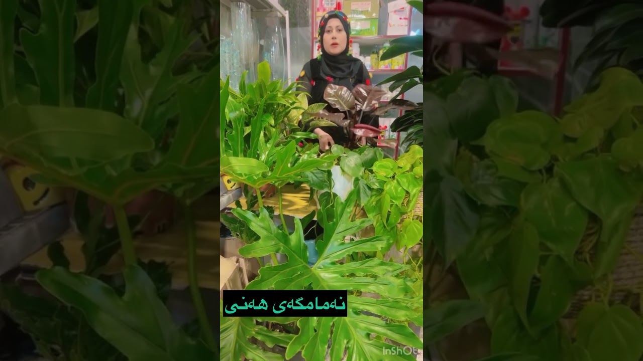 چەند زانیارییەکی گرنگ دەربارەی فیلۆن دۆندرۆن