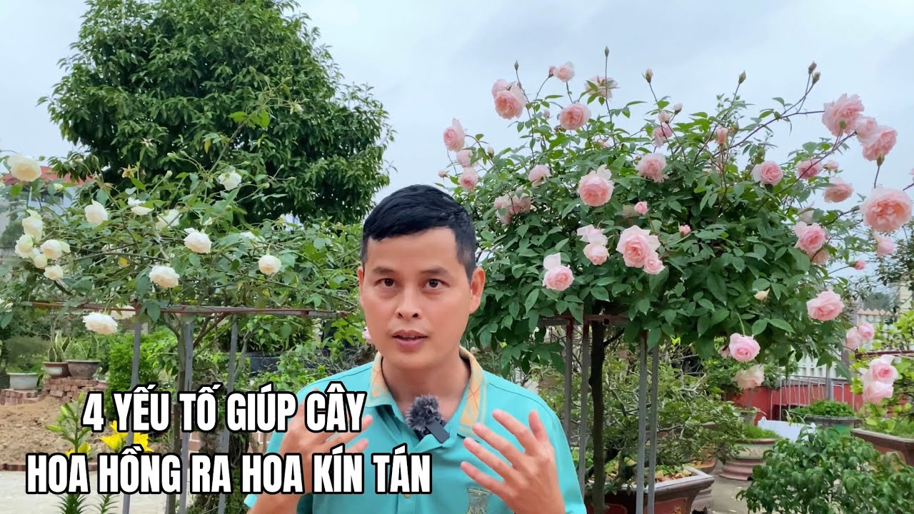 4 Yếu tố gi&uacute;p c&acirc;y Hoa Hồng ra hoa k&iacute;n t&aacute;n
