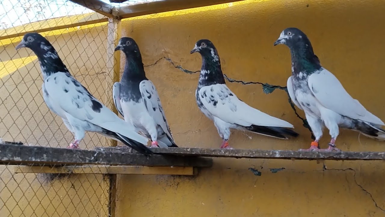 Parwazi kabooter but Breeder kabooter 03076606006