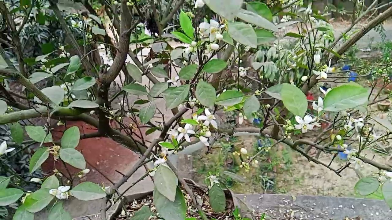 RN 1 malta, আর এন ১ মাল্টা, দারুন ফুল আসছে।