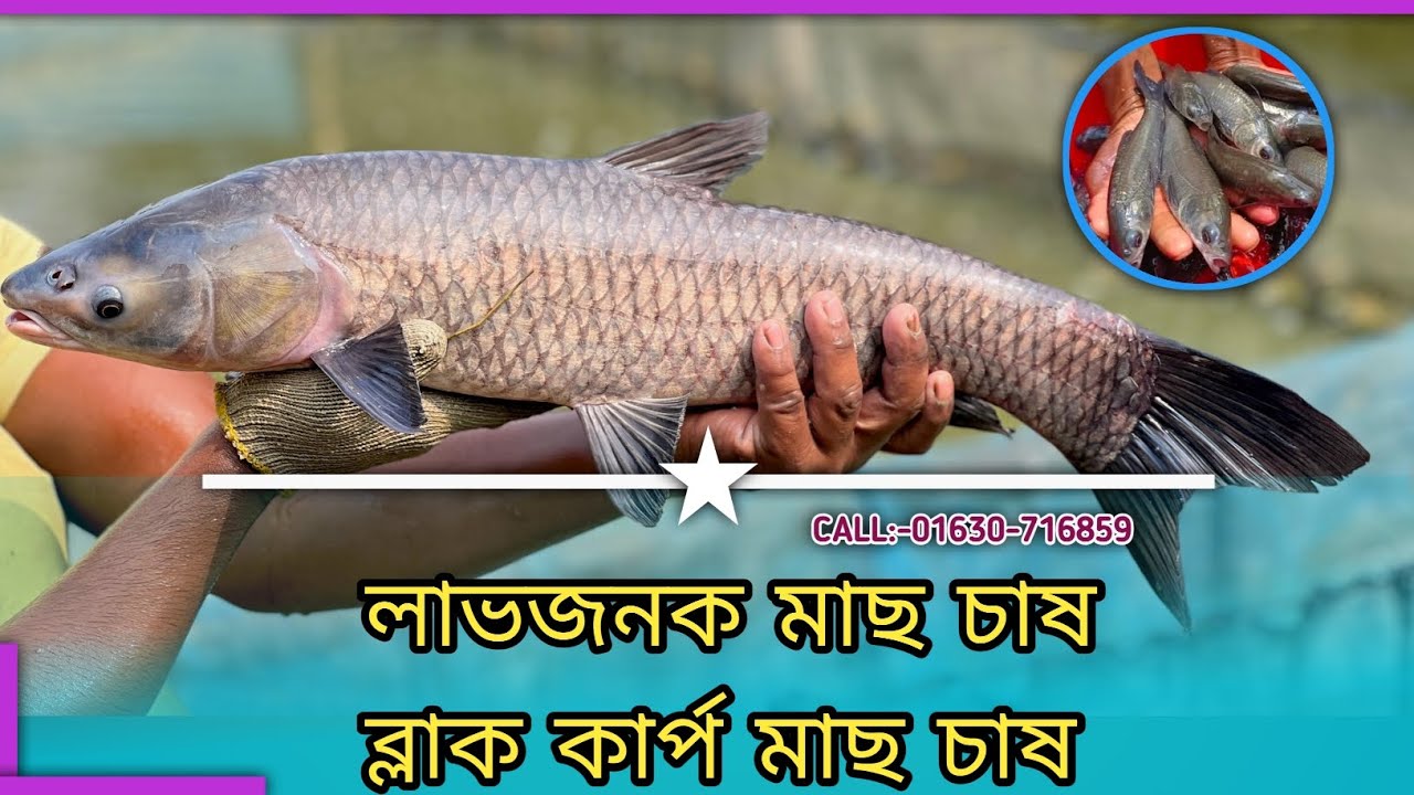 শামুক দিয়ে মাছ চাষ করুন| পুকুরে বড় জাতের ব্ল্যাক কার্প মাছ চাষ| Blackমাছের পোনা কোথায় পাওয়া যায়