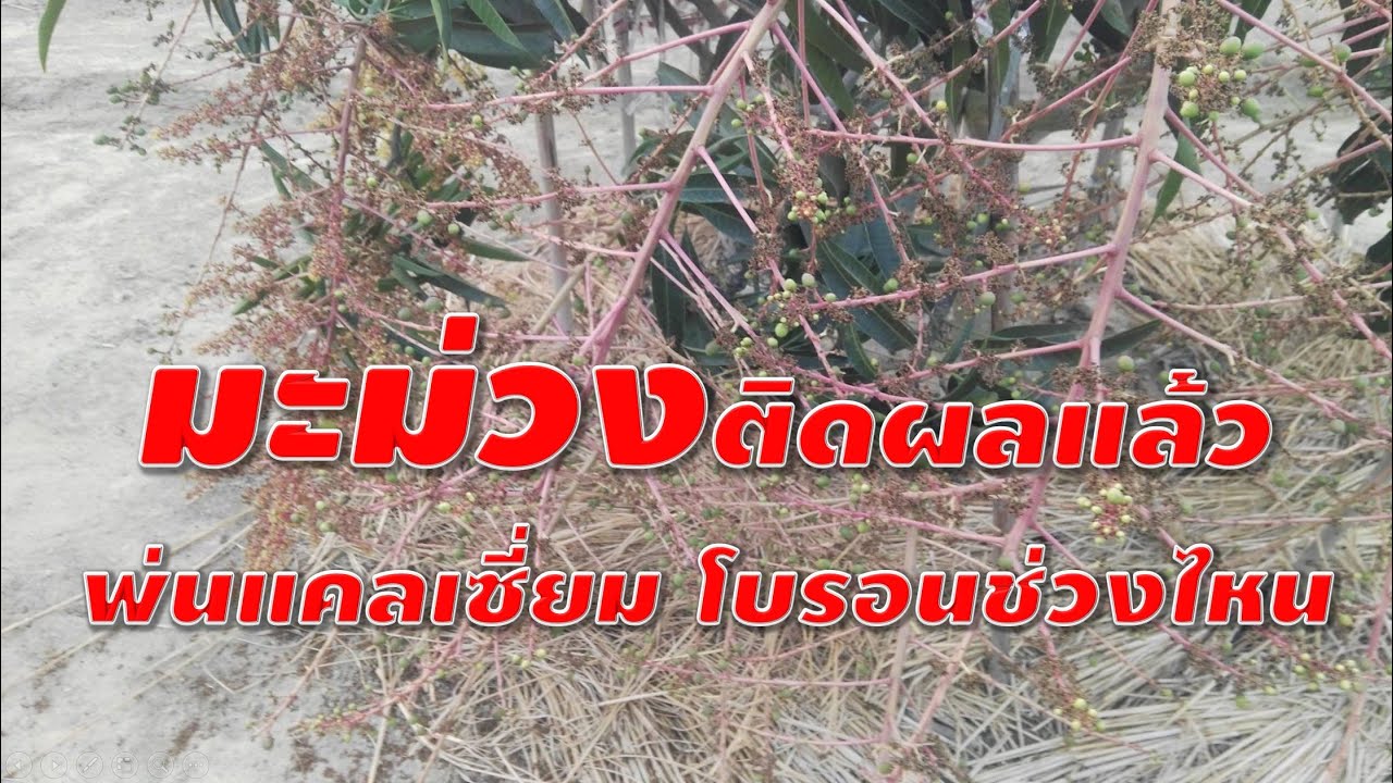 มะม่วงติดผลแล้ว พ่นแคลเซี่ยม โบรอนช่วงไหน