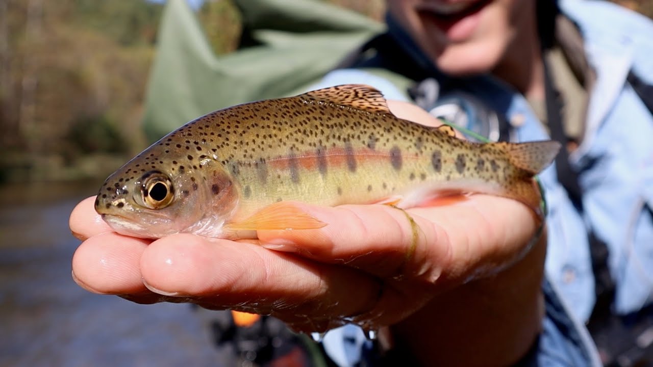 Fall Fly Fishing Little Piney Creek (Missouri Fly Fishing)