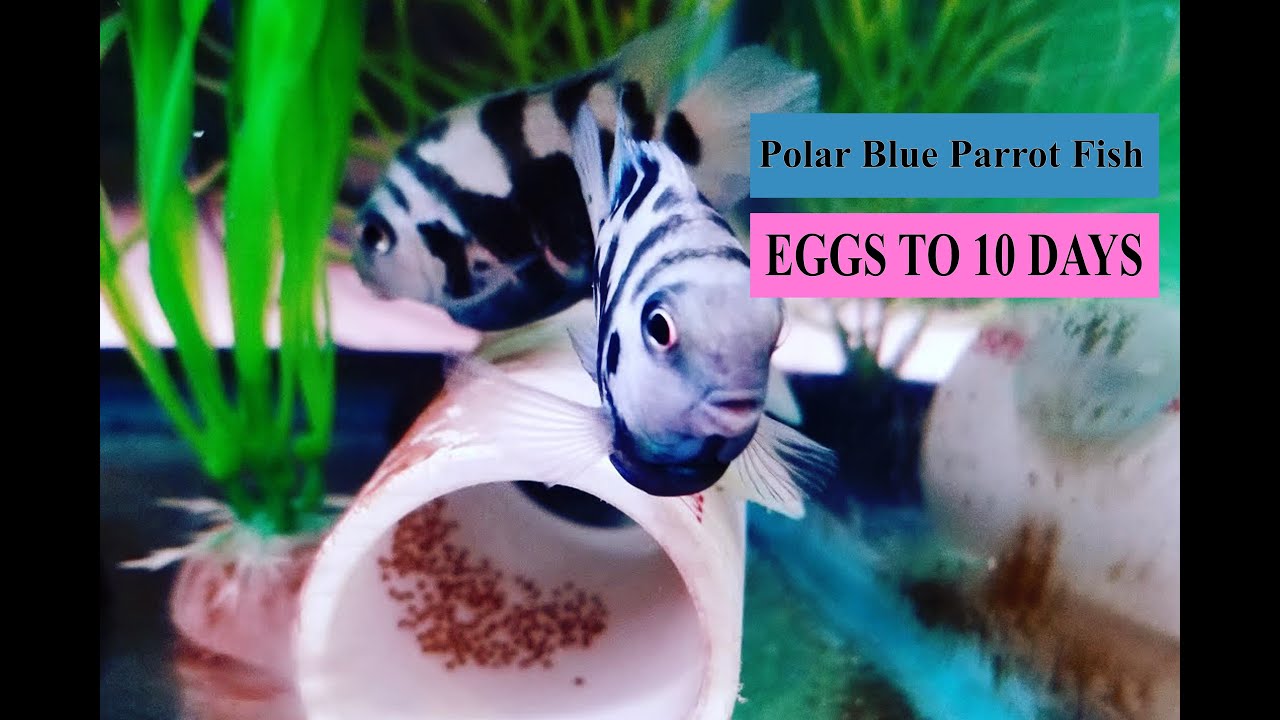 Polar Blue Parrot Fish.Egg To 10 Days
