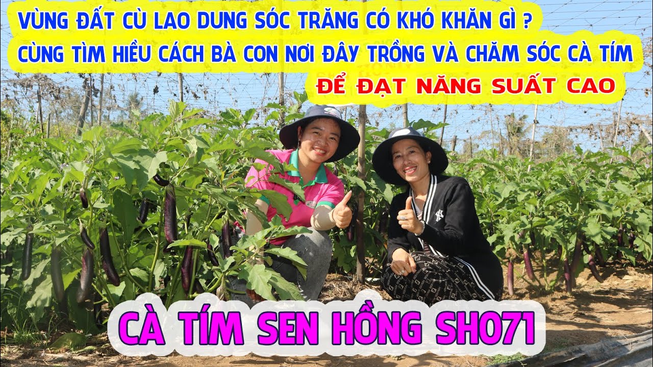 CÙNG TÌM HIỂU CÁCH TRỒNG VÀ CHĂM SÓC ĐỂ GIỐNG CÀ TÍM SEN HỒNG SH071 ĐẠT NĂNG SUẤT CAO
