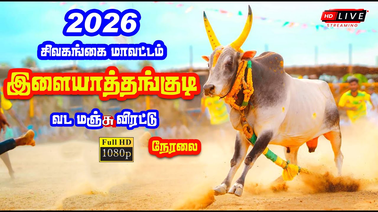 🔴 Live | இளையாத்தங்குடி வடமஞ்சுவிரட்டு நேரலை / சிவகங்கை மாவட்டம் / Ilayaththankudi Manjuvirattu Live