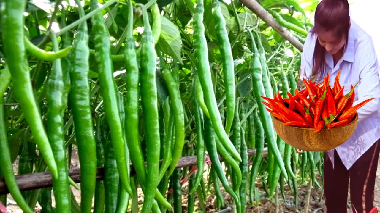 How to Start Business Chilli Cultivation - Chilli Farming Business Plan - How to Grow Chilli Plant