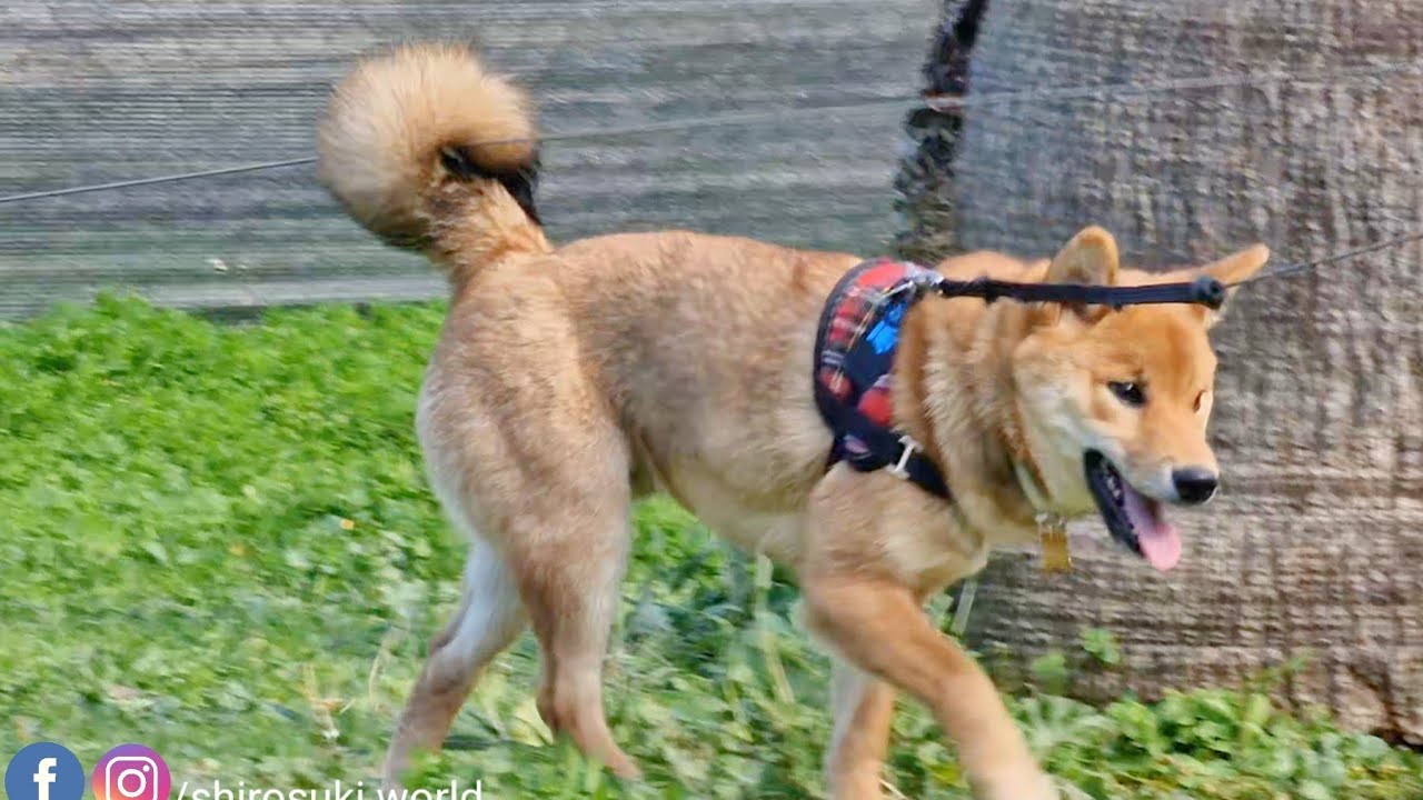 Oji/Chase's big fluffy tail seems that of a fox!