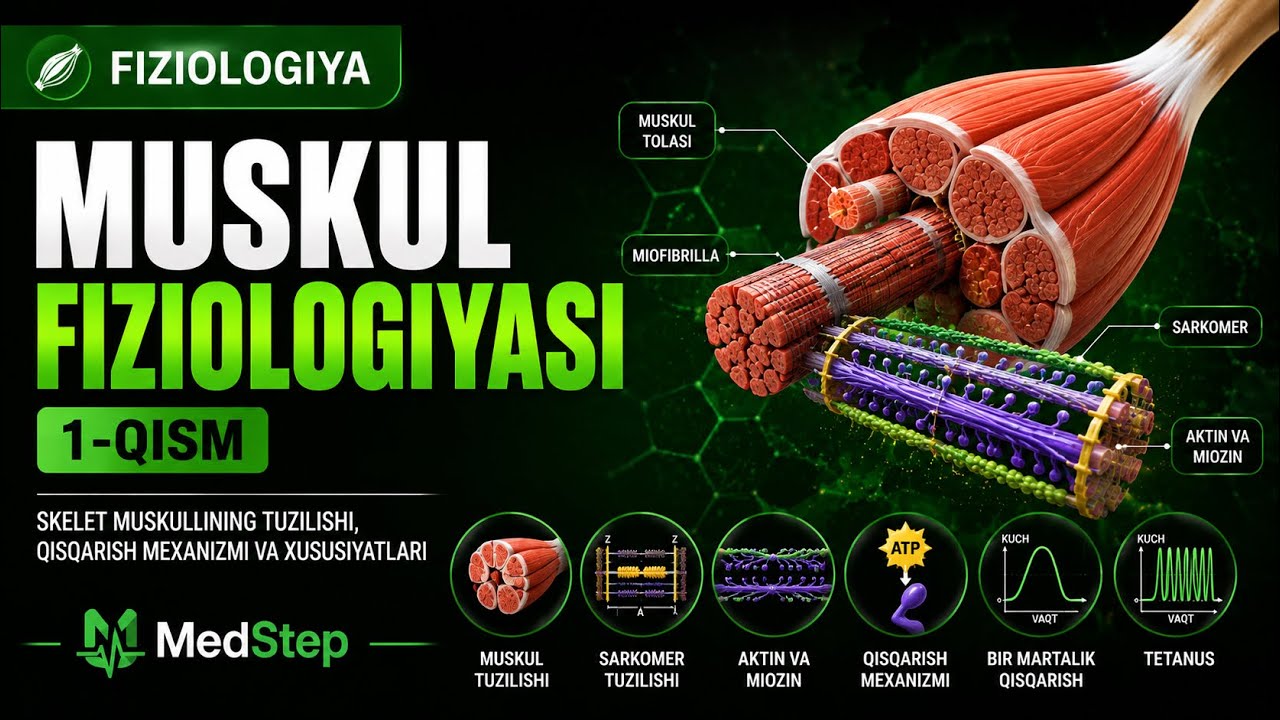MUSKUL  FIZIOLOGIYASI | 1-QISM | SKELET MUSKULI