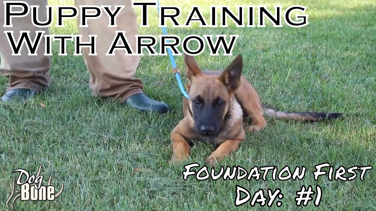 Puppy Training With Arrow: Foundation First | Day: #1