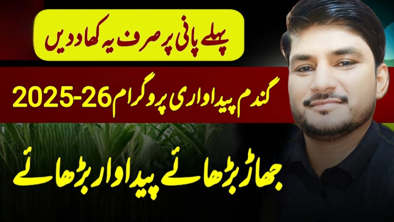 Wheat Fertilizer At First Irrigation | Wheat Production Technology 2025