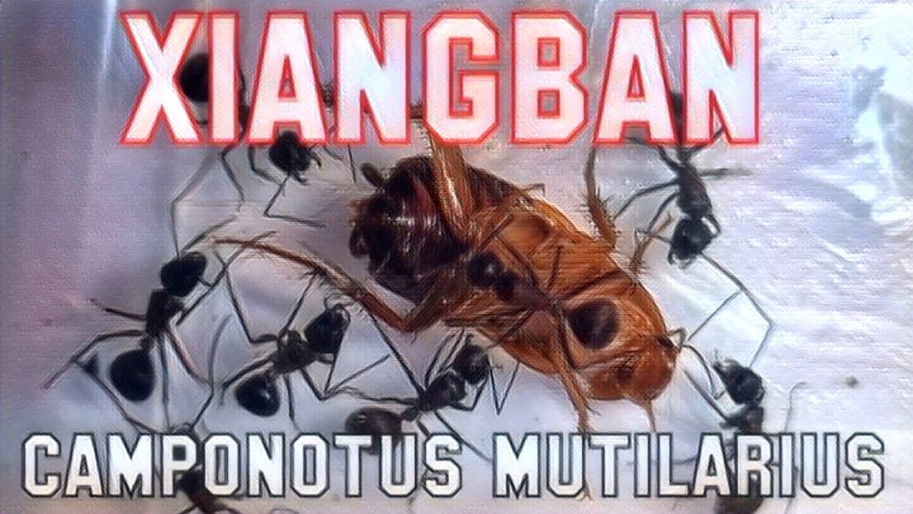 🐜 Camponotus mutilarius XIANGBAN & Shelfordella lateralis (Karaczan turecki)
