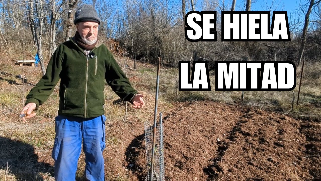 ¿QUÉ SE HELÓ? Planté aguacate, limonero, roble, baya de Goji y níspero