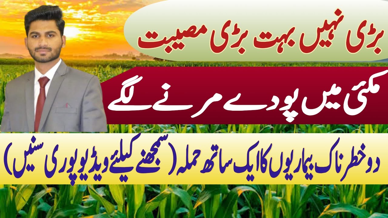 Stalk Rot of Maize || Root Rot of Maize #maize #diseases #cropreformer #fungus