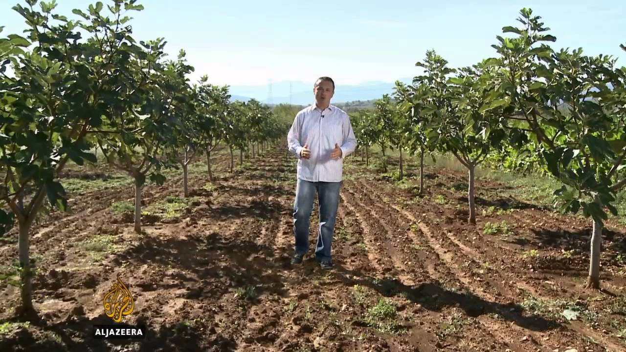 Smokva kao hercegovački brend - Al Jazeera Balkans
