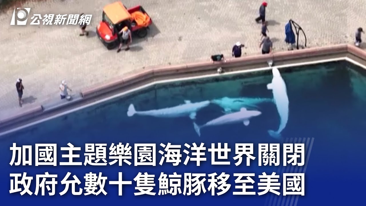 加國主題樂園海洋世界關閉 政府允數十隻鯨豚移至美國｜20260127 8點新世界