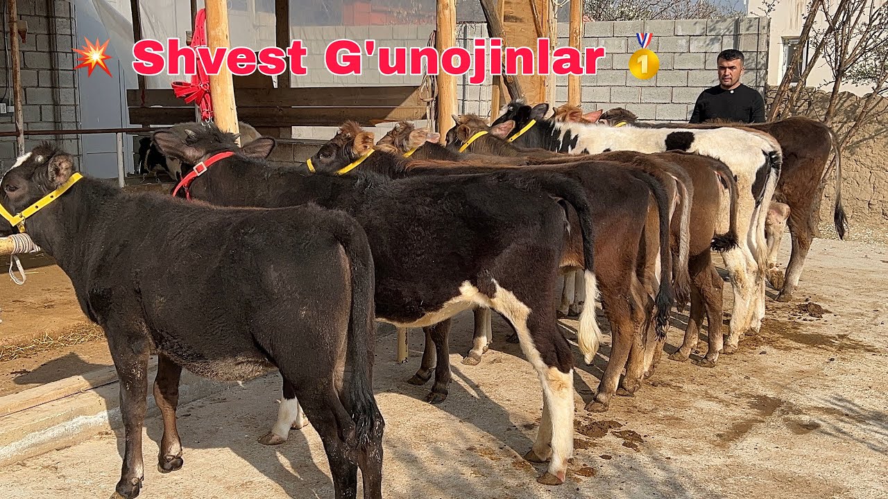 Bilol Akadan 👉 Shvest G'unojinlar 💥 - 11 MLN dan Boshlab ✅
