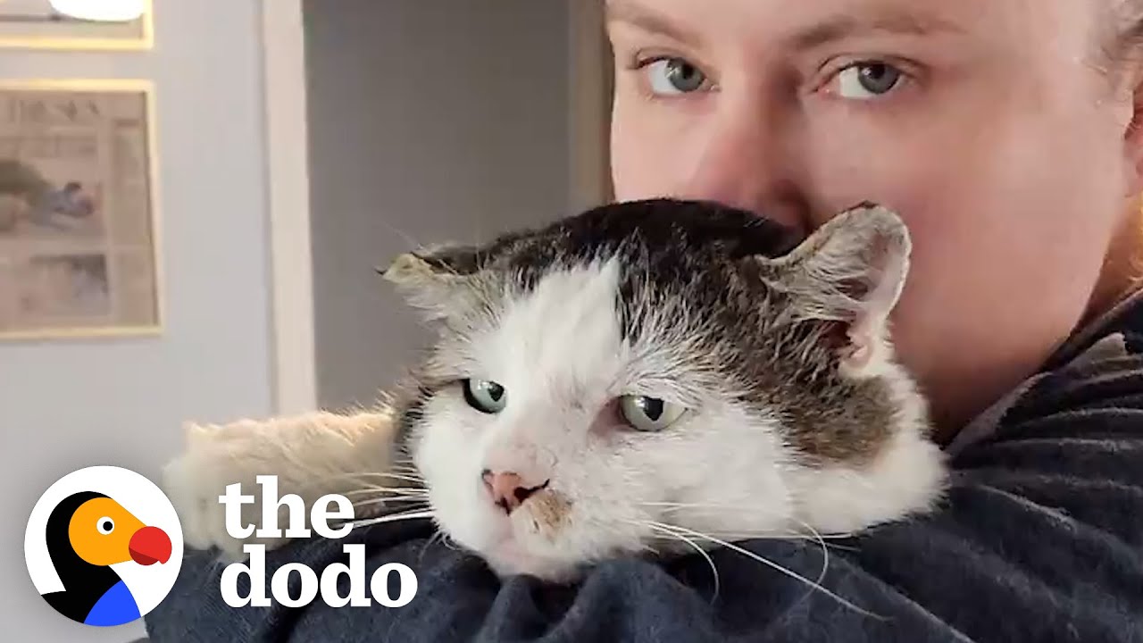 Этот кот остался дома после переезда хозяина | The Dodo