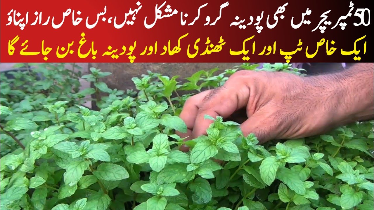 How to grow mint in high temperature|cool fertilizer for mint plant|organic