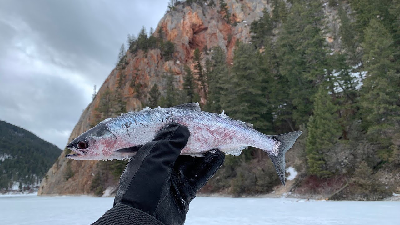 Ice Fishing for Paul Lake Kokanee Salmon | Kamloops, British Columbia