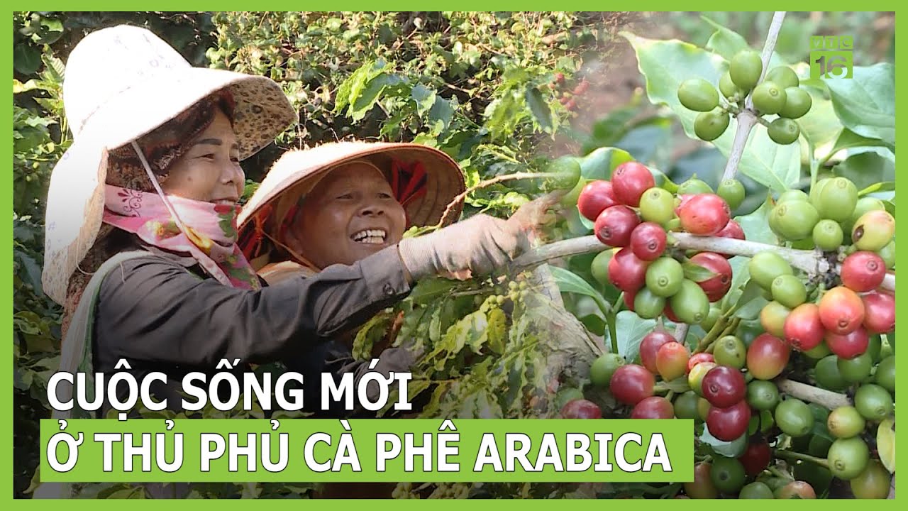 Cuộc sống mới ở thủ phủ cà phê Arabica | VTC16