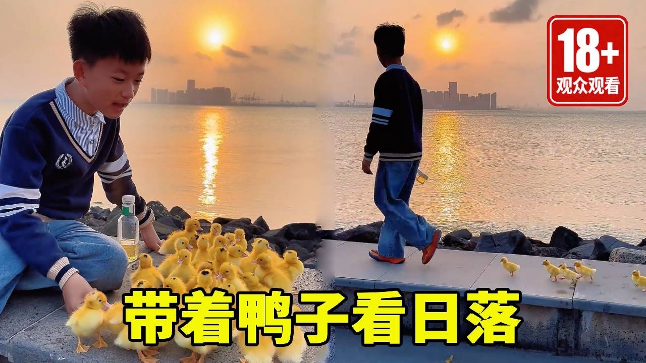 带着小鸭子看日落，每一只都排队紧跟，这个模样真的很壮观！！