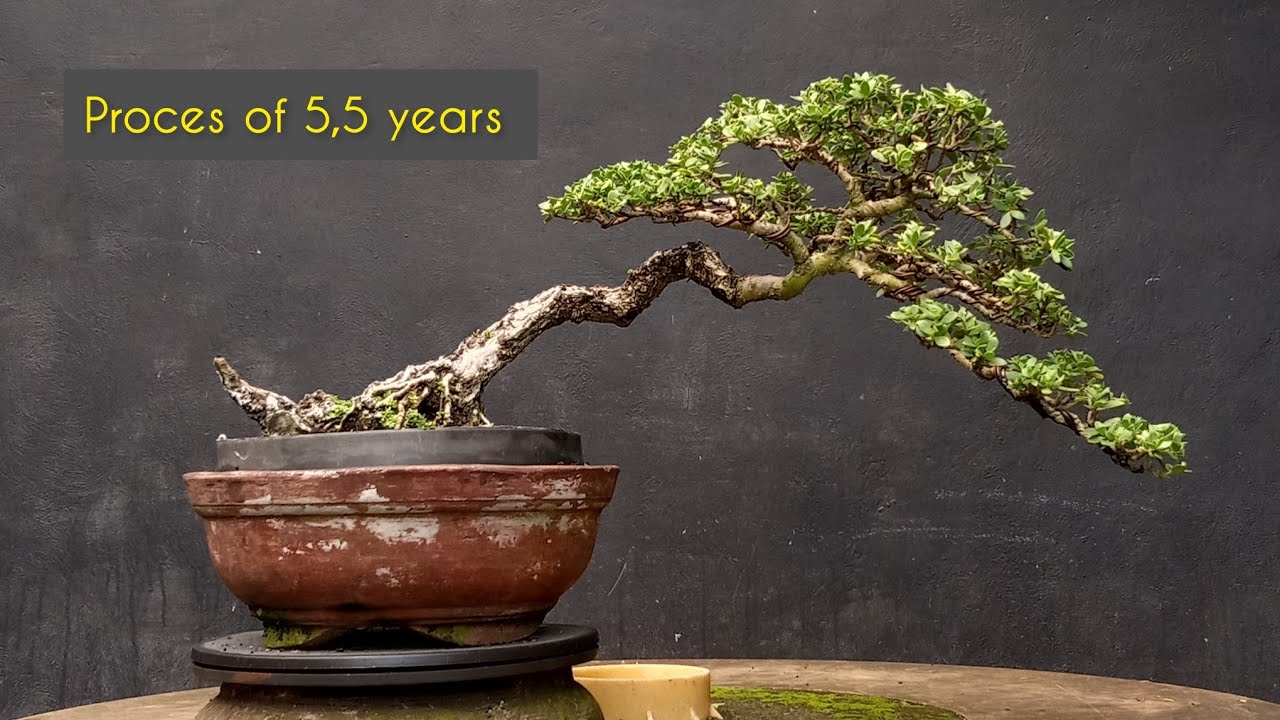 Making of bonsai santigi 