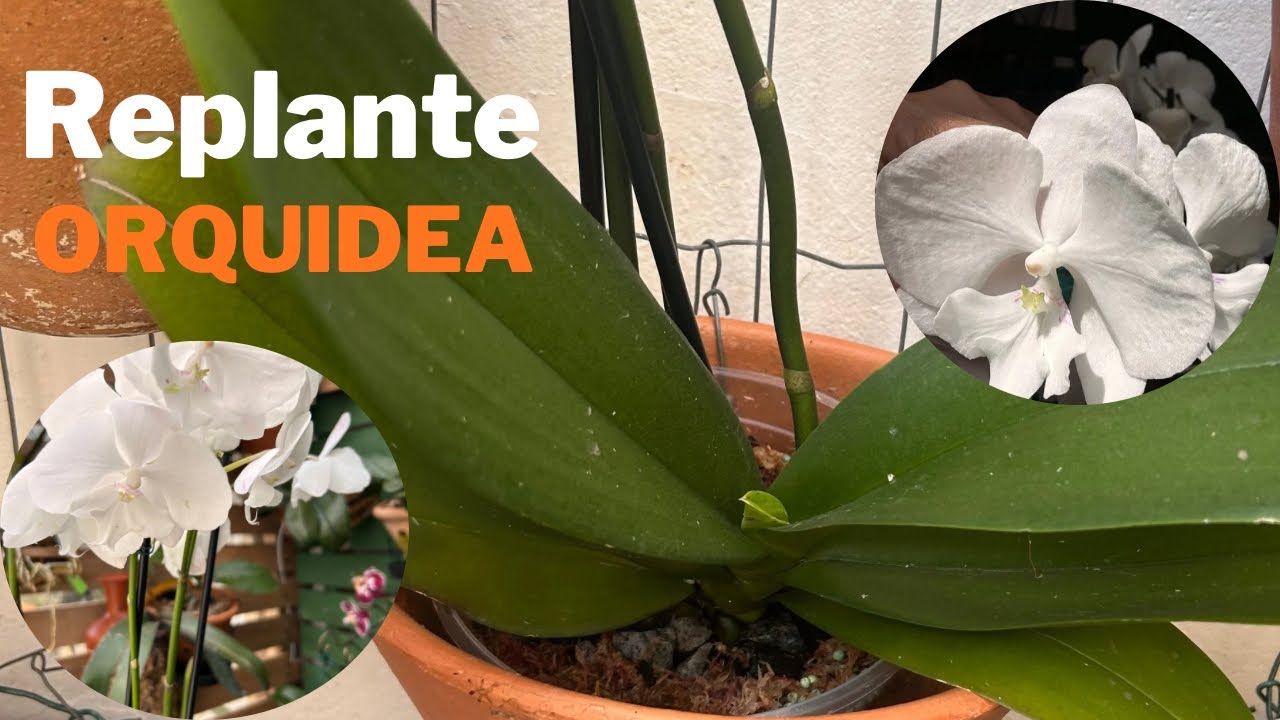 Replante de orquídea Phalaenopsis com novidade no plantio 