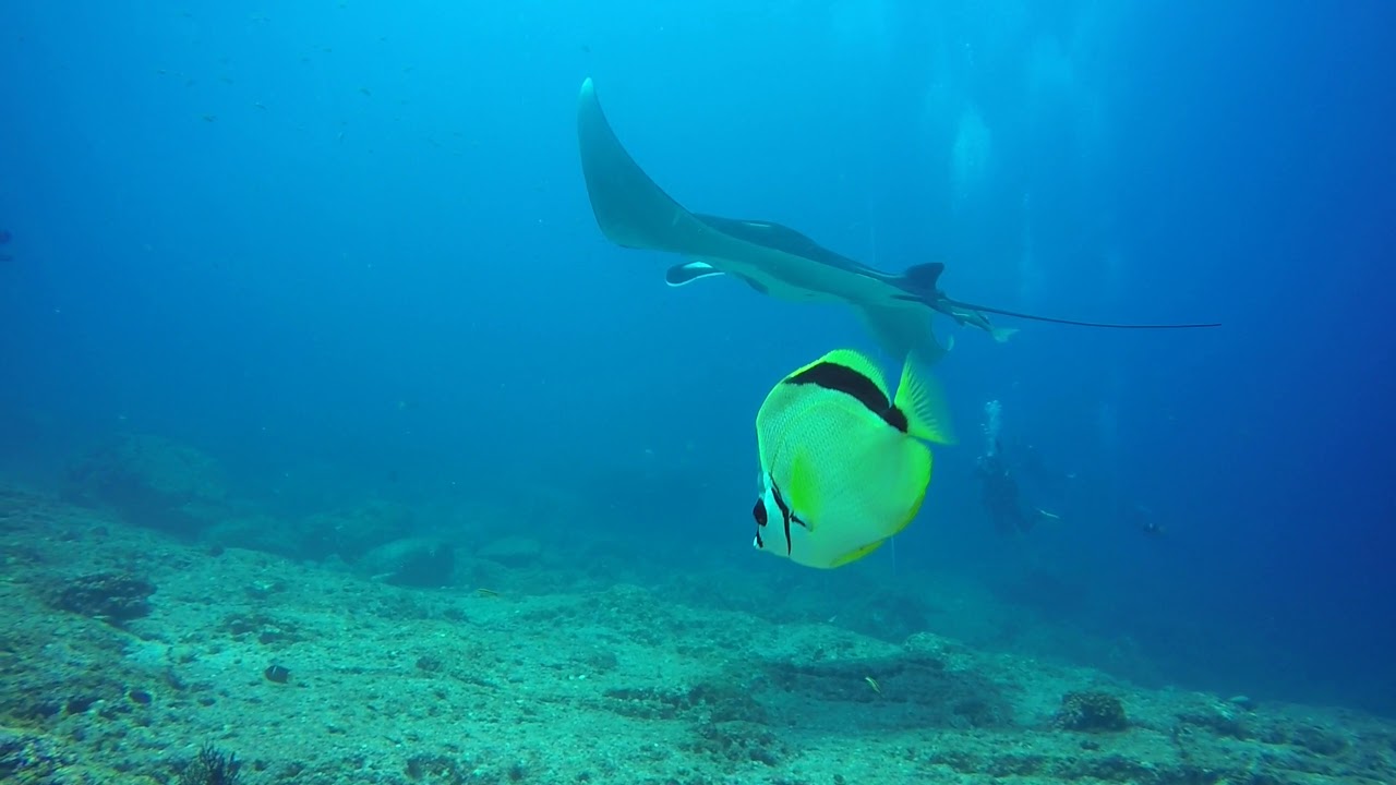 Giant Manta Ray-La reina-Baja California-Sea of Cortez