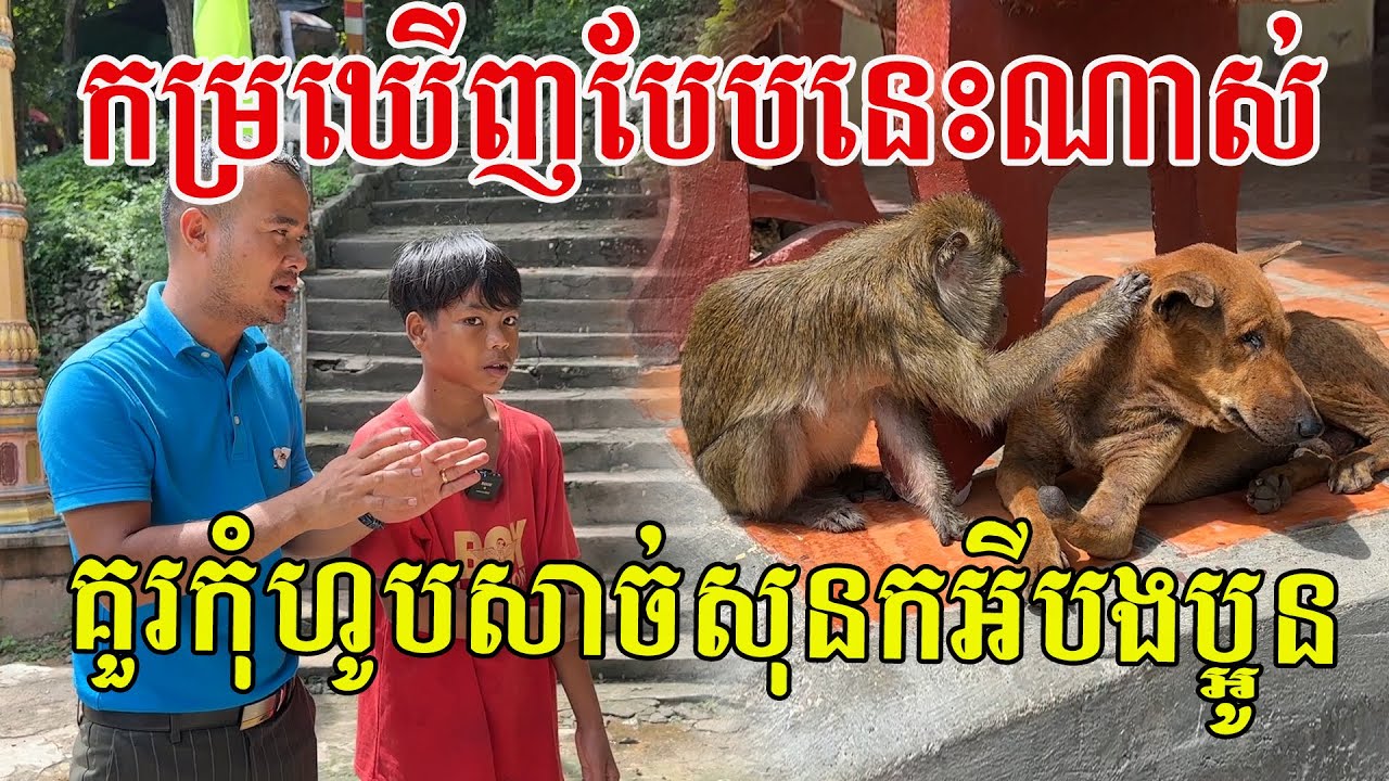កម្រឃើញបែបនេះណាស់ ចេះស្រលាញ់គ្នាយ៉ាងមានសុភមង្គល គួរកុំហូបសាច់សុនកអីបងប្អូន