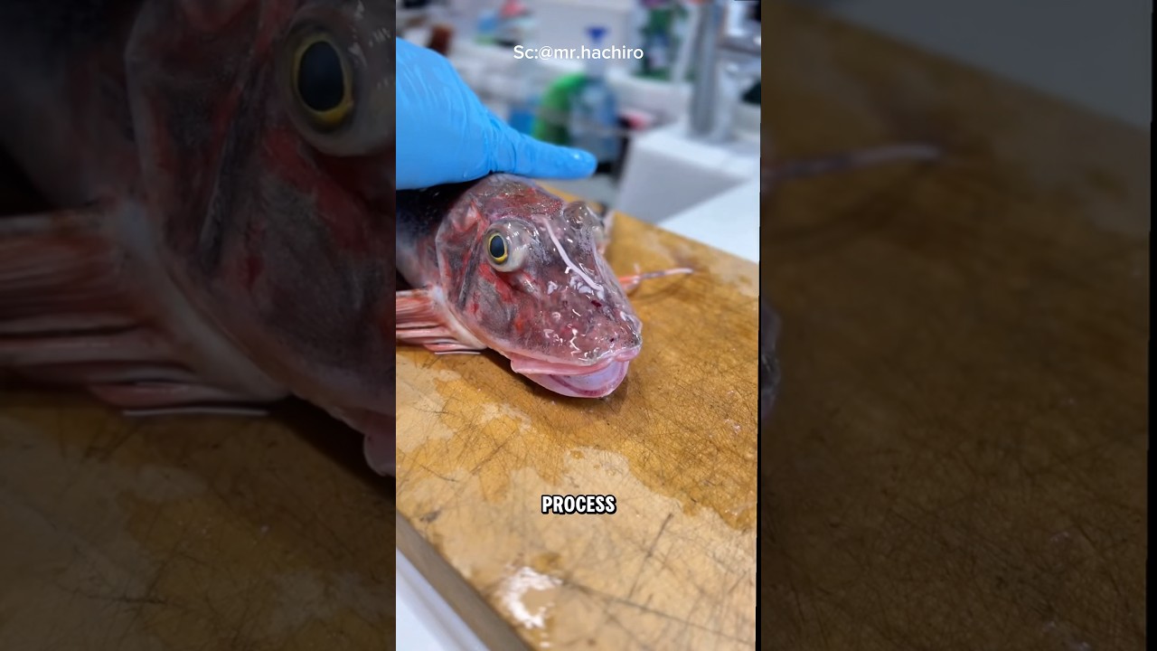 Tsumoto Shiki, Japan&rsquo;s Genius Fish-Cleaning Technique for Ultimate Umami Flavor