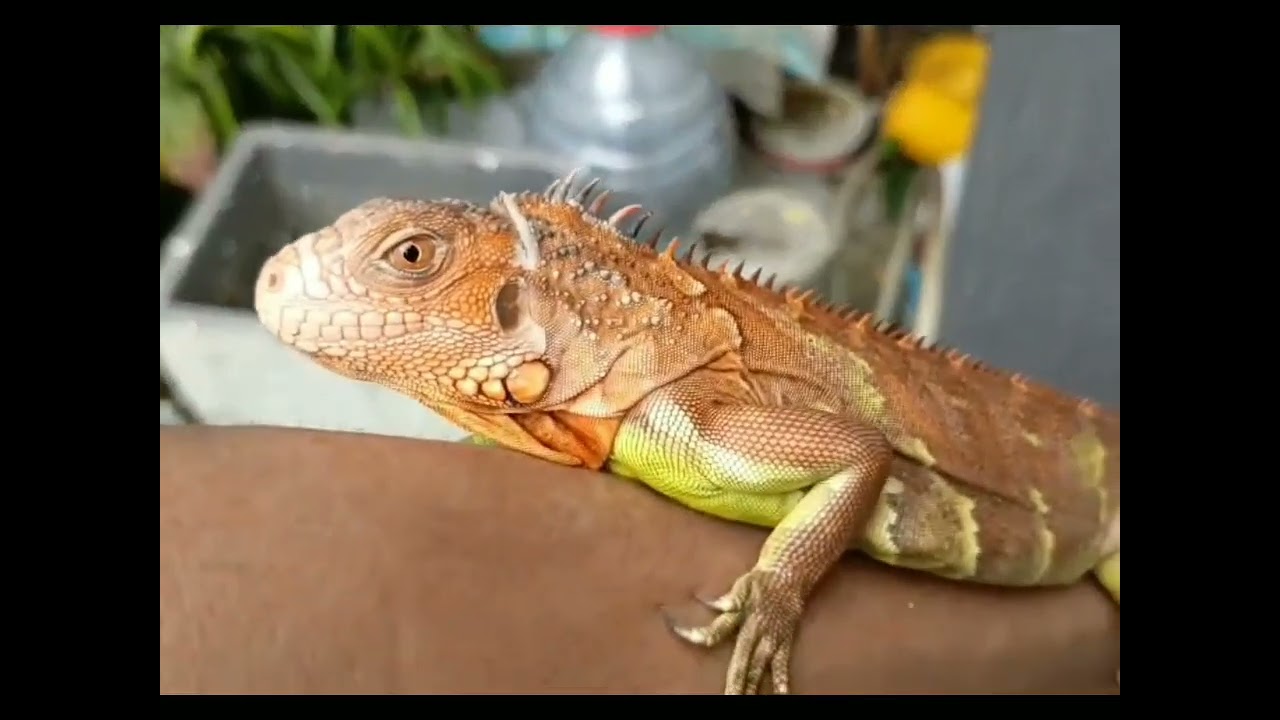 Bukan di Kebun Binatang… Hewan Ini Nyata Ada!